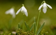 Pictures of snowdrops - Snowdrops