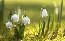 Snowdrops wallpapers - Snowdrops