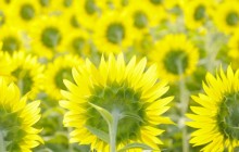 Sunflowers background - Sunflowers
