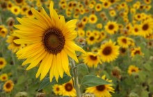 Sunflowers field wallpaper - Sunflowers