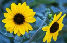 Sunflower wallpapers - Sunflowers