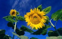 Towards the sky - Sunflowers