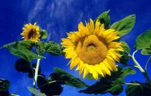 Sunflower wallpaper - Sunflowers