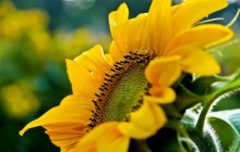 One sunflower wallpaper - Sunflowers