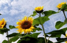 Sunflower images - Sunflowers