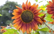 Orange sunflower wallpaper - Sunflowers
