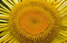 Mini sunflower head macro wallpaper - Sunflowers
