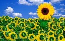 A little sunshine to brighten your day - Sunflowers