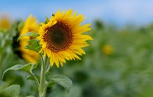 Sunflower photography - Sunflowers