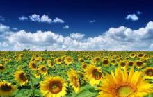 Sunflower pictures - Sunflowers