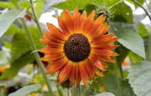 Deep orange sunflower wallpaper - Sunflowers