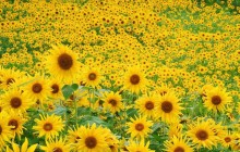 Sunflower field wallpaper - Sunflowers