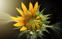 Blooming sunflower wallpaper - Sunflowers