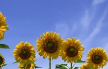 Sunflowers wallpaper - Sunflowers
