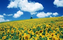 Sunflower HD wallpaper - Sunflowers