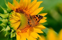 Butterfly on sunflower wallpaper - Sunflowers
