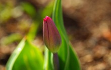 Tulip bud wallpaper - Tulips