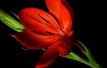 Pictures of tulip