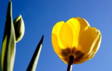 The tulip flower wallpaper - Tulips