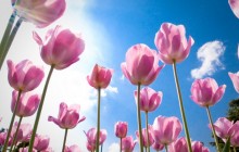 Spring flowers tulips wallpaper - Tulips