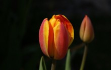 Nice tulip buds wallpaper - Tulips