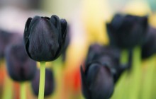 Black tulips wallpaper