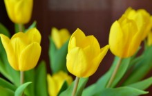 Tulip flower image - Tulips