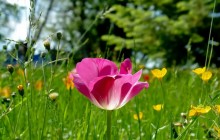 Tulip and meadow grass wallpaper - Tulips