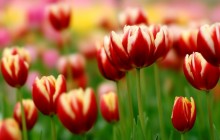 Red yellow tulips wallpaper - Tulips