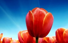 Tulip bloom wallpaper - Tulips