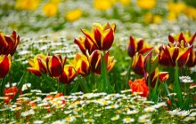 Spring tulips wallpaper - Tulips