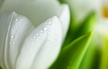 White tulip wallpaper