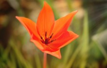 Orange star tulip wallpaper