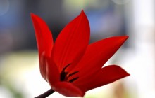 Red tulip bokeh wallpaper