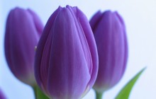 The best tulips wallpaper - Tulips