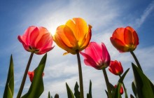 Summer tulips wallpaper - Tulips