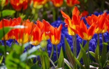 Tulip flower garden wallpaper - Tulips