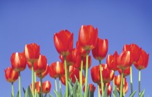 Sunny garden of tulips wallpaper - Tulips