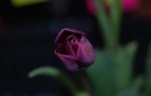 Dark lilac tulip flower wallpaper - Tulips