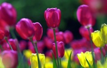 Tulip flowers photo - Tulips