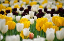 White and yellow tulips wallpaper - Tulips