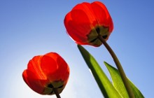 Red tulips wallpaper - Tulips