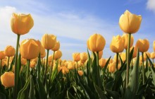 Yellow tulips wallpapers - Tulips