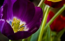 Purple tulip wallpaper - Tulips