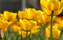 Yellow tulips image - Tulips