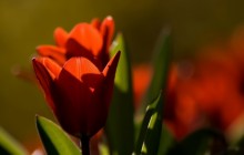 Tulip photo - Tulips