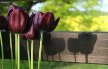 Pictures of tulips - Tulips