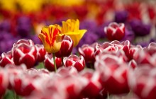 Rembrandt tulips wallpaper - Tulips