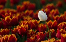 Lonely white tulip wallpaper - Tulips