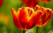 Red and yellow tulips wallpaper